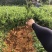 阳朔大叶滑皮金桔四代金桔苗欢迎随时订购