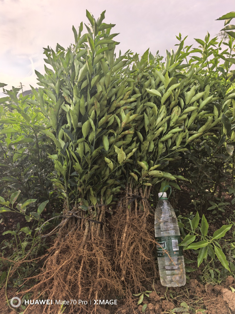 广西阳朔脆蜜金柑苗挂果多多产地直发欢迎随时订购