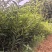 广西阳朔脆蜜金柑苗挂果多多产地直发欢迎随时订购