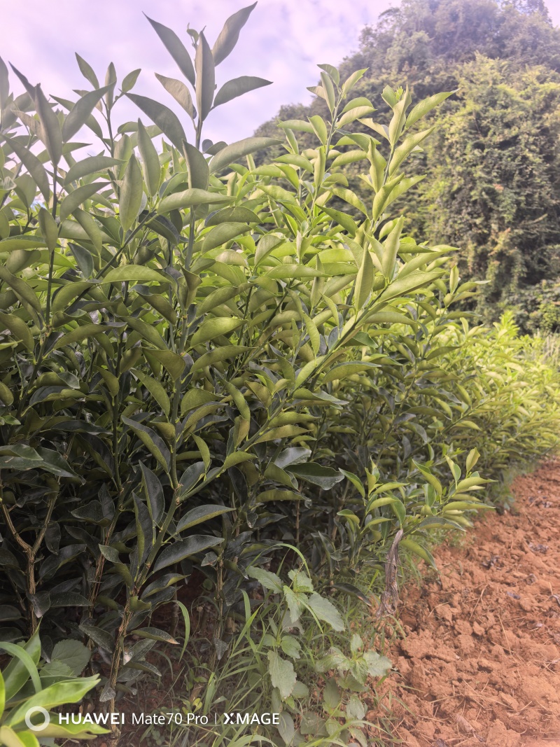 广西阳朔脆蜜金柑苗挂果多多产地直发欢迎随时订购