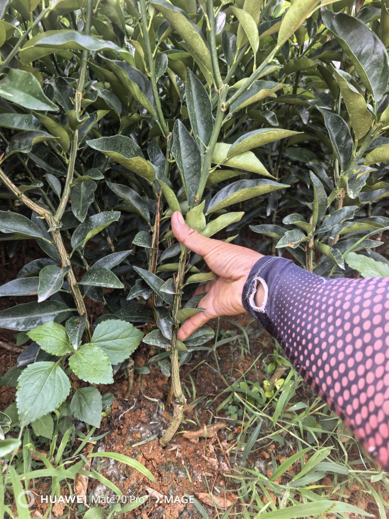 广西阳朔脆蜜金柑苗挂果多多产地直发欢迎随时订购