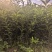 广西阳朔脆蜜金柑苗挂果多多产地直发欢迎随时订购