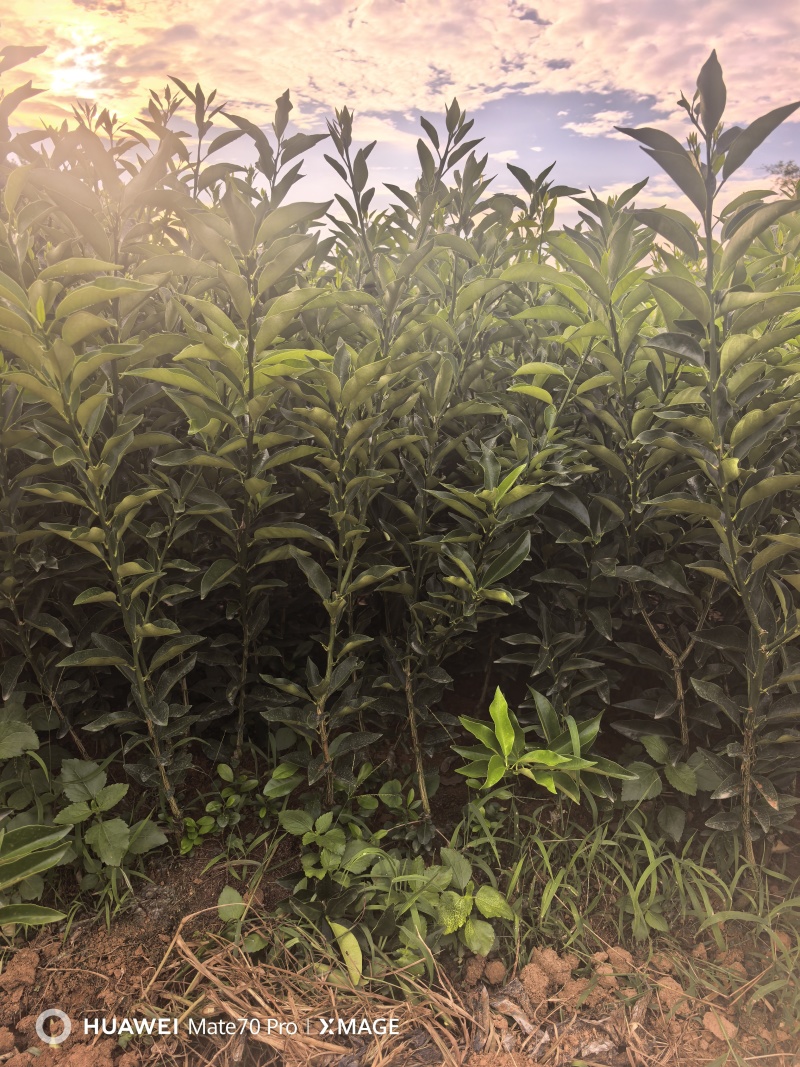 广西阳朔脆蜜金柑苗挂果多多产地直发欢迎随时订购