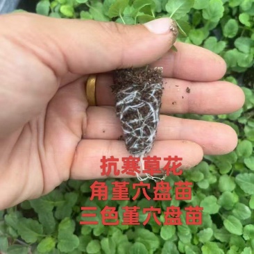 三色堇穴盘苗
