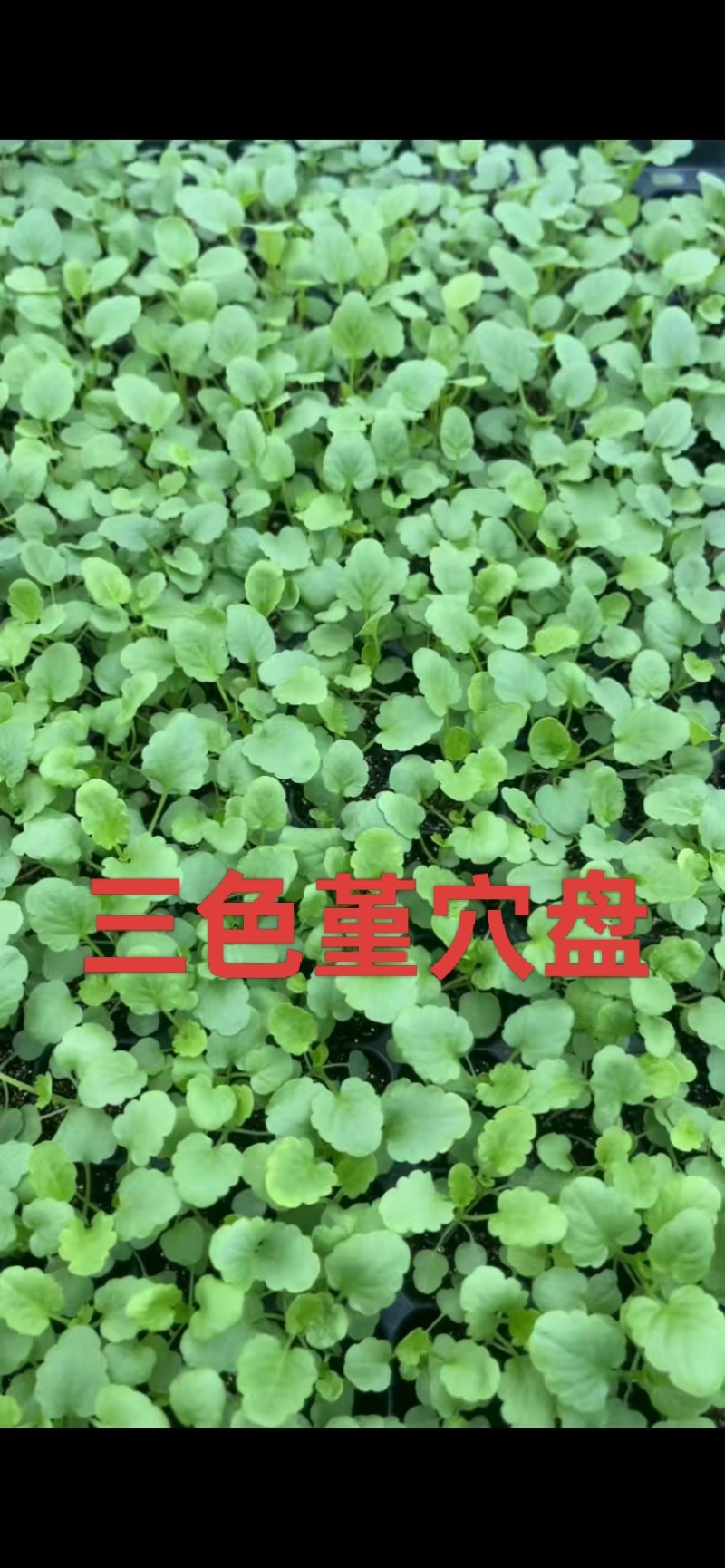 三色堇穴盘苗