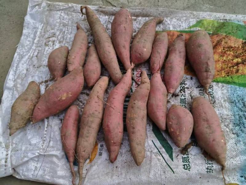 西瓜红蜜薯蜜薯大量上市，价格便宜包上车