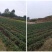 西瓜红蜜薯蜜薯大量上市，价格便宜包上车
