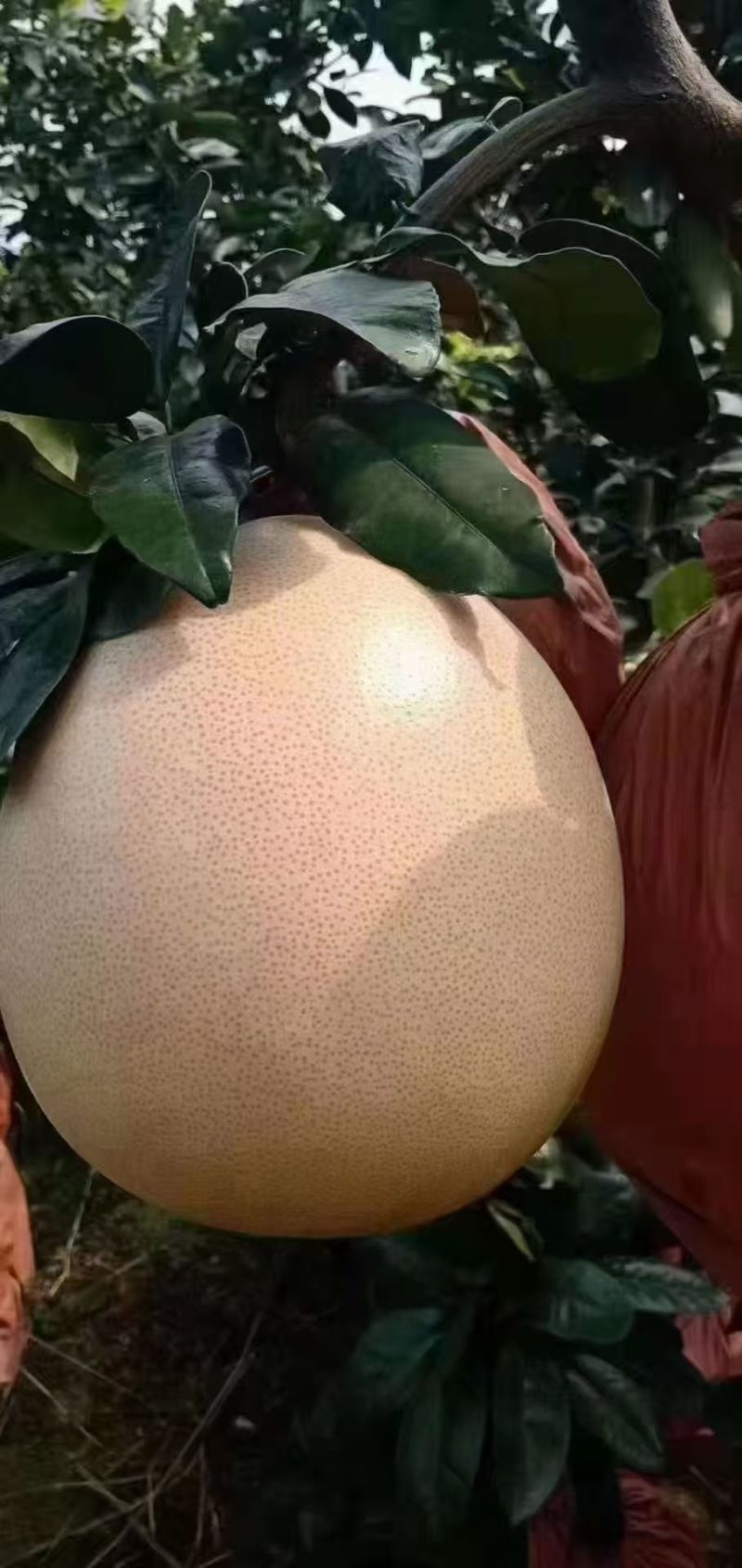 三柚