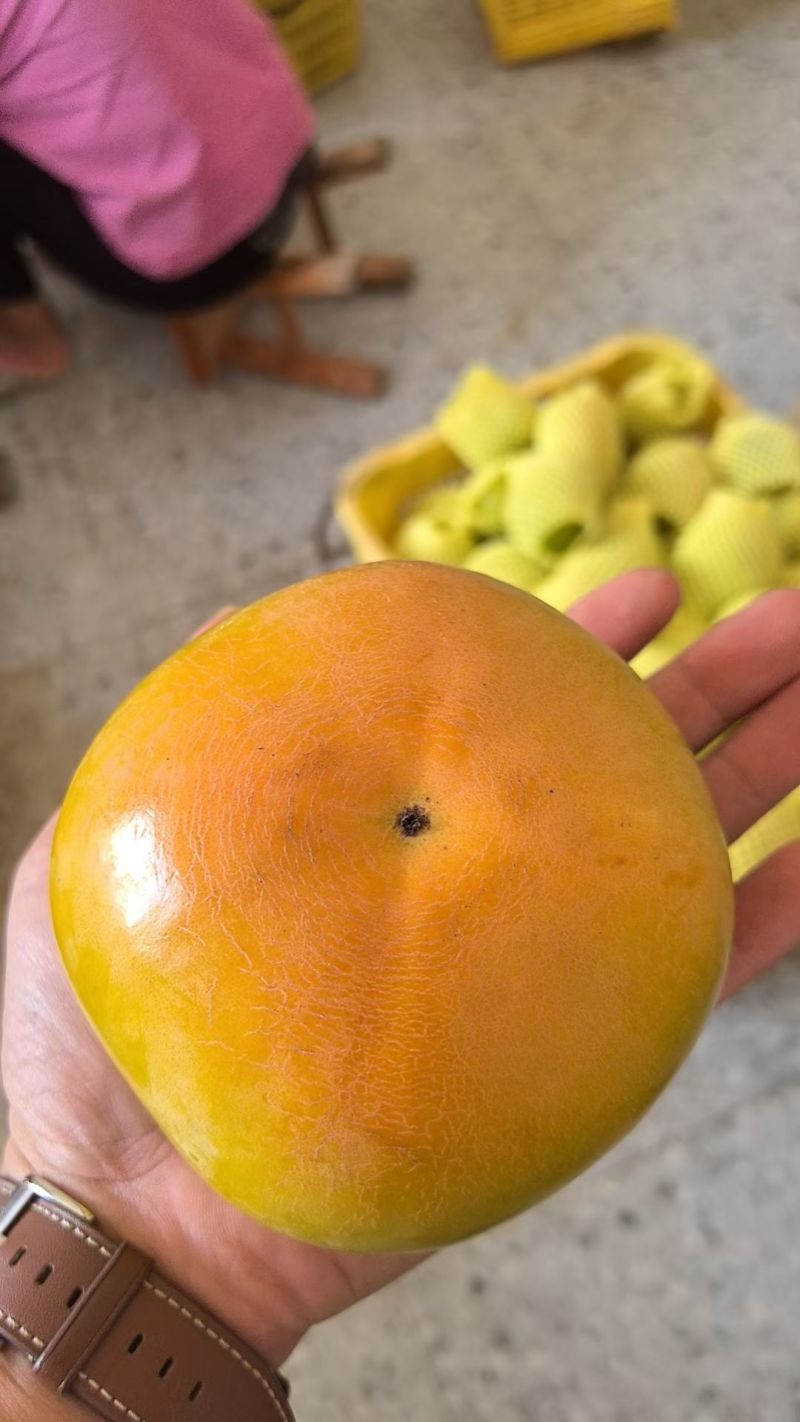日本太秋甜柿苗，移植苗，杯苗，假一赔十，