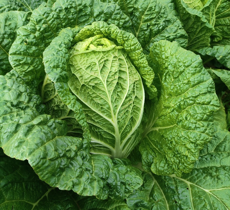 大白菜