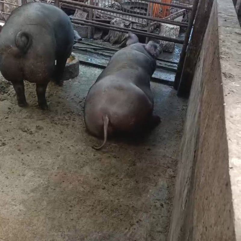 纯农家笨养大黑猪