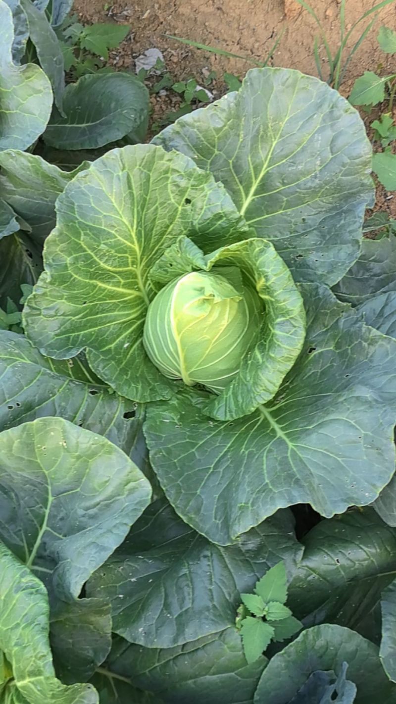 贵州黔西牛心菜