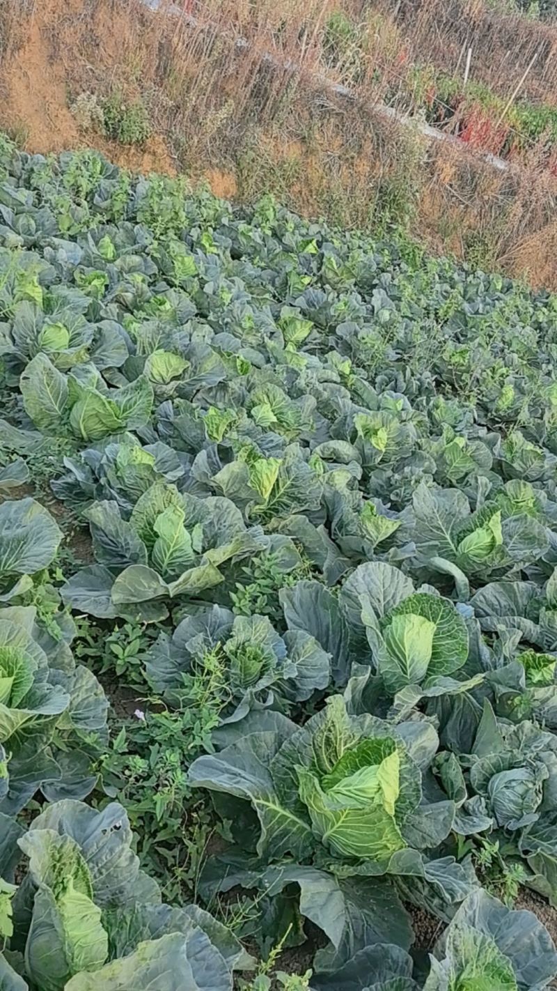 贵州黔西牛心菜