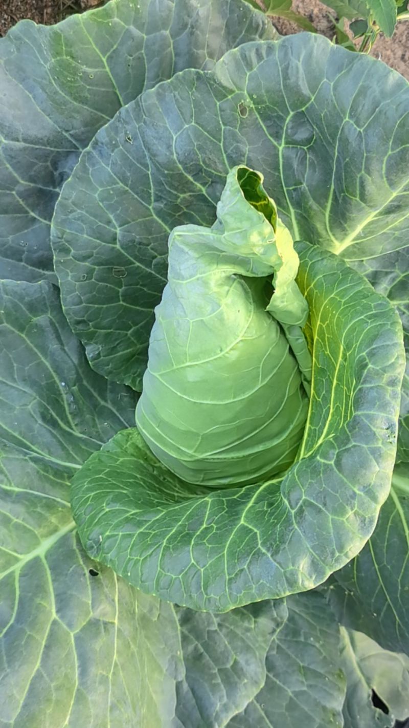 贵州黔西牛心菜