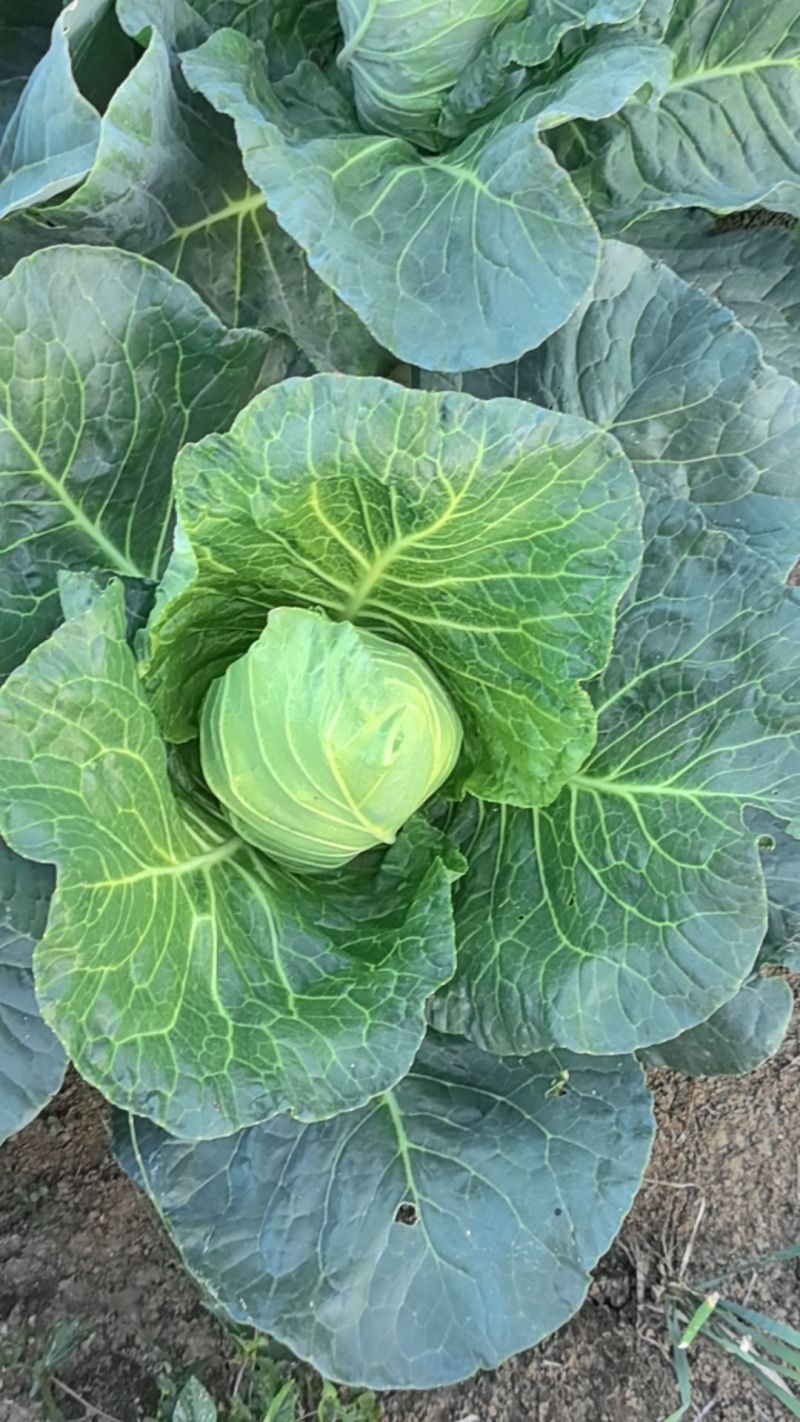 贵州黔西牛心菜