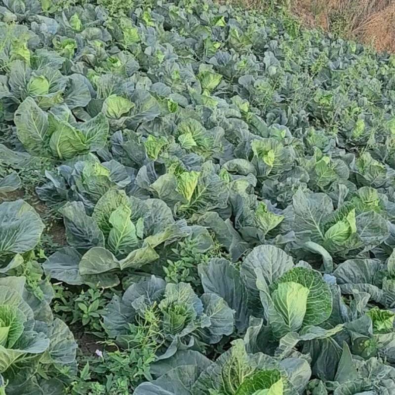 贵州黔西牛心菜