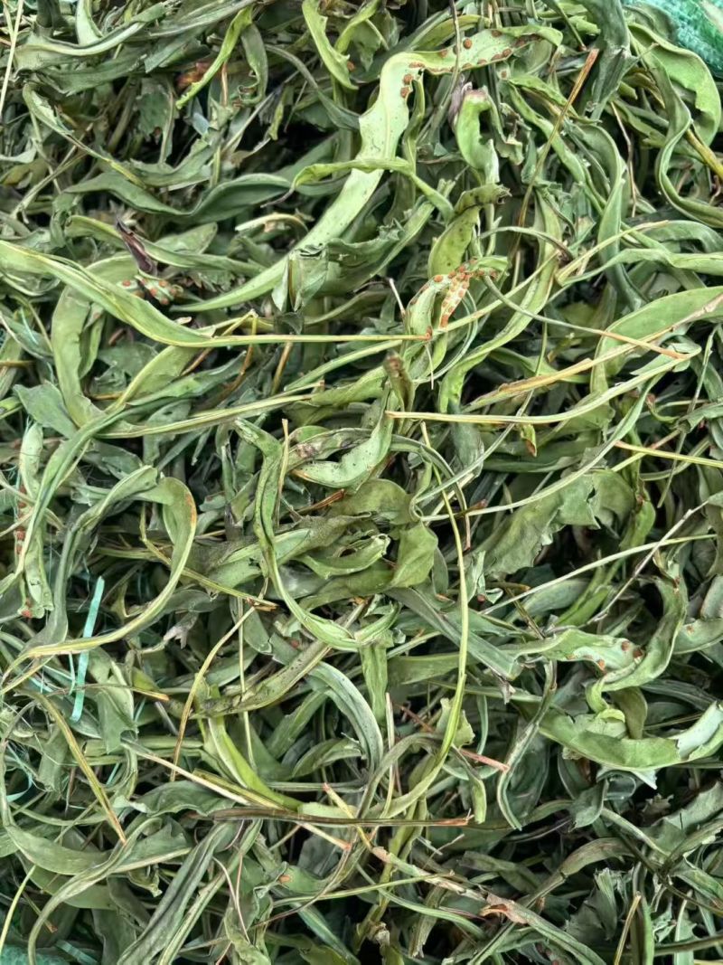 优质化石草肾精茶大叶化石草中叶小叶规格齐全无硫大货