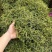 优质化石草肾精茶大叶化石草中叶小叶规格齐全无硫大货