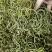 优质化石草肾精茶大叶化石草中叶小叶规格齐全无硫大货