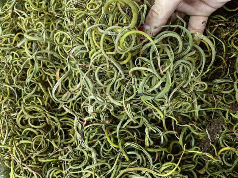 优质化石草肾精茶大叶化石草中叶小叶规格齐全无硫大货