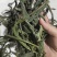 优质化石草肾精茶大叶化石草中叶小叶规格齐全无硫大货
