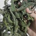 优质化石草肾精茶大叶化石草中叶小叶规格齐全无硫大货