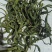 优质化石草肾精茶大叶化石草中叶小叶规格齐全无硫大货