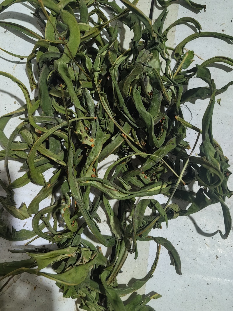优质化石草肾精茶大叶化石草中叶小叶规格齐全无硫大货