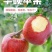 果园直发苹果树苗早熟华硕嘎啦富农二号矮化乔化包成活率