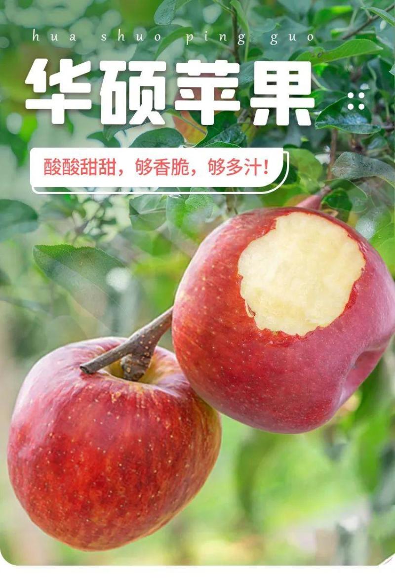 果园直发苹果树苗早熟华硕嘎啦富农二号矮化乔化包成活率