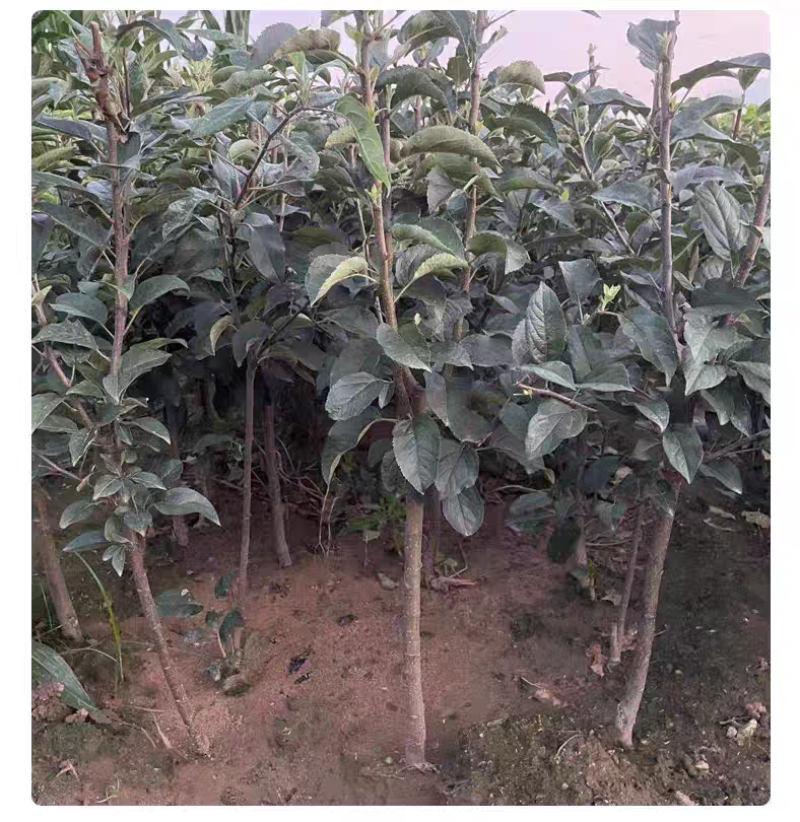 果园直发苹果树苗早熟华硕嘎啦富农二号矮化乔化包成活率