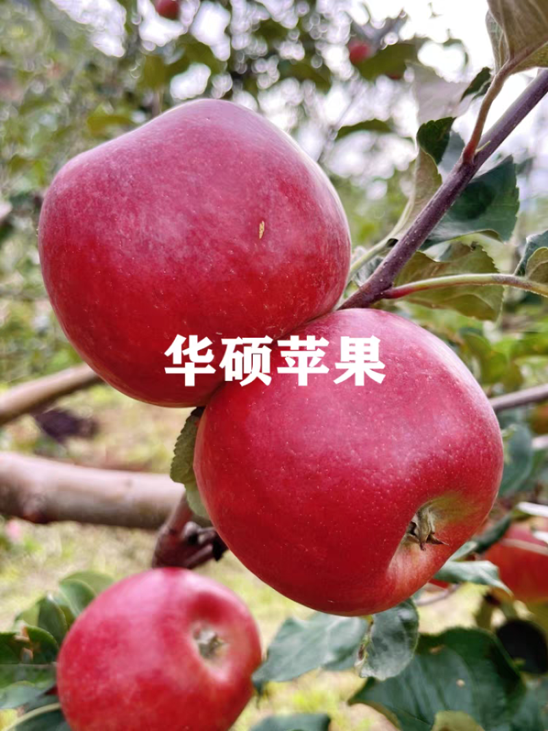 果园直发苹果树苗早熟华硕嘎啦富农二号矮化乔化包成活率