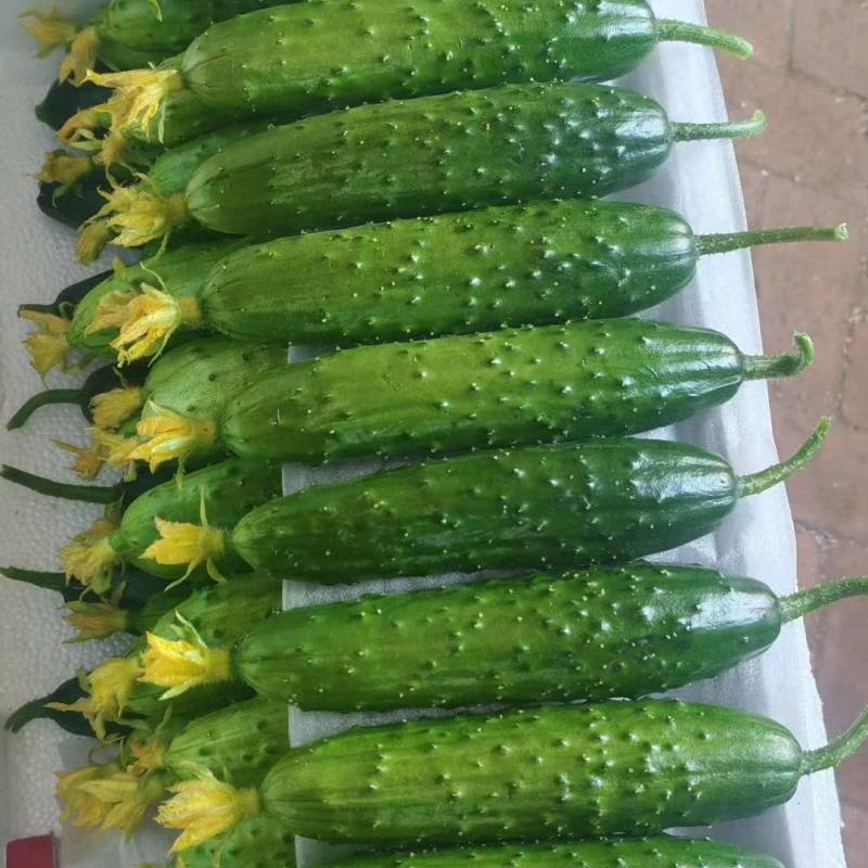 小黄瓜
