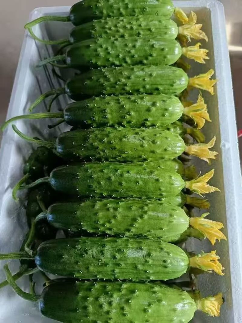 小黄瓜