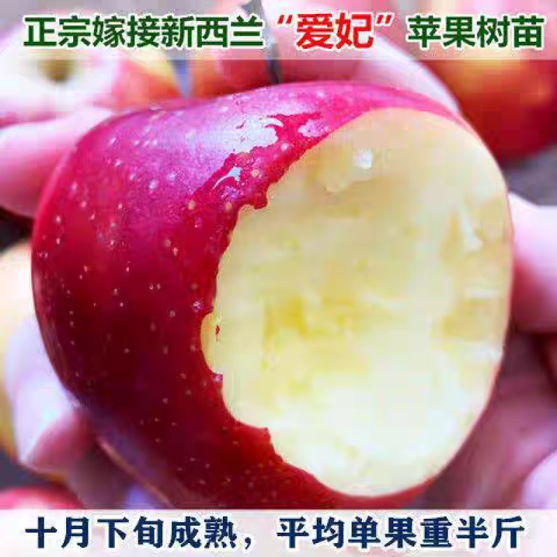 果园直发苹果树苗新西兰爱妃望香红蜜脆苹果包品种成活率