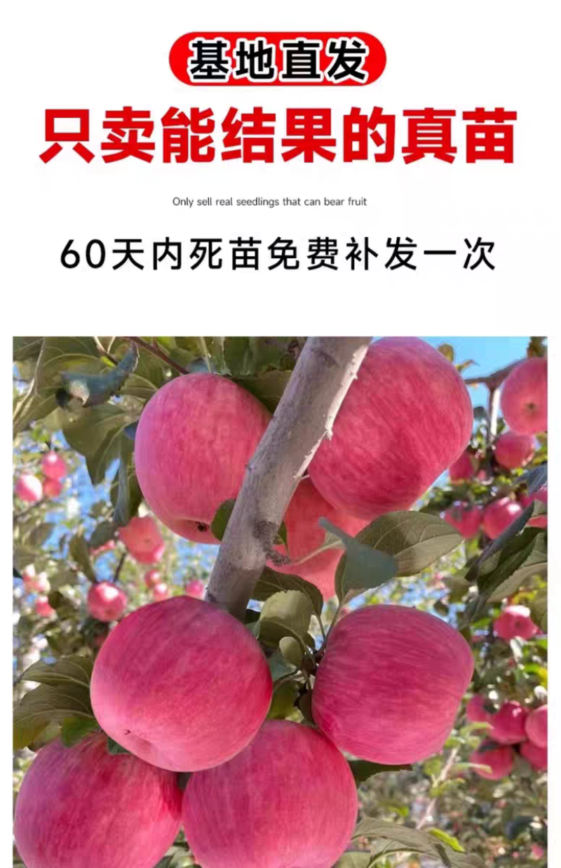 果园直发苹果树苗新西兰爱妃望香红蜜脆苹果包品种成活率