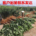 果园直发苹果树苗新西兰爱妃望香红蜜脆苹果包品种成活率