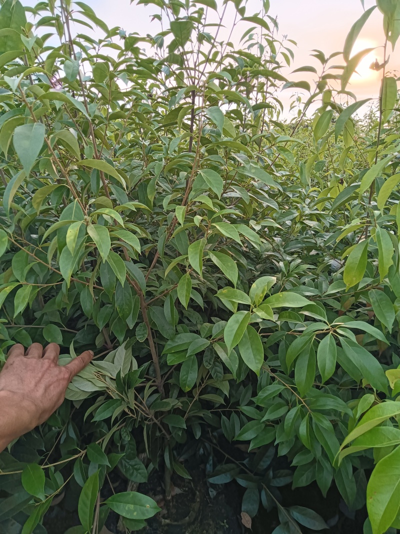 青冈栎杯苗赤皮青冈苗万亩基地高品质价格实惠