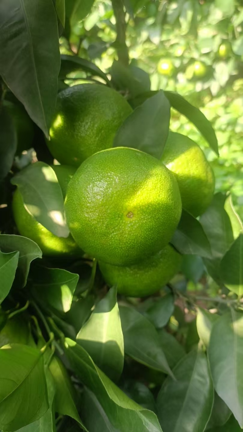 蜜桔