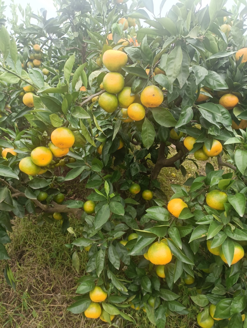 蜜桔