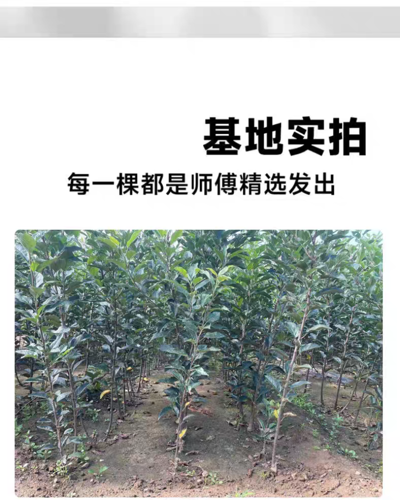 果园直发苹果树苗瑞雪维纳斯黄金澳洲青苹果王林包成活