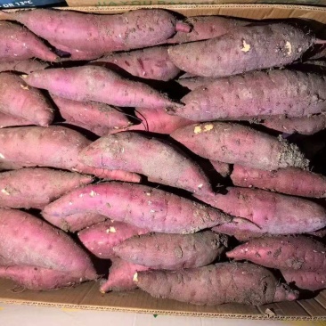 岳龙红瑶蜜薯