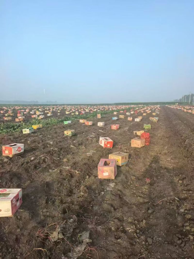 岳龙红瑶蜜薯