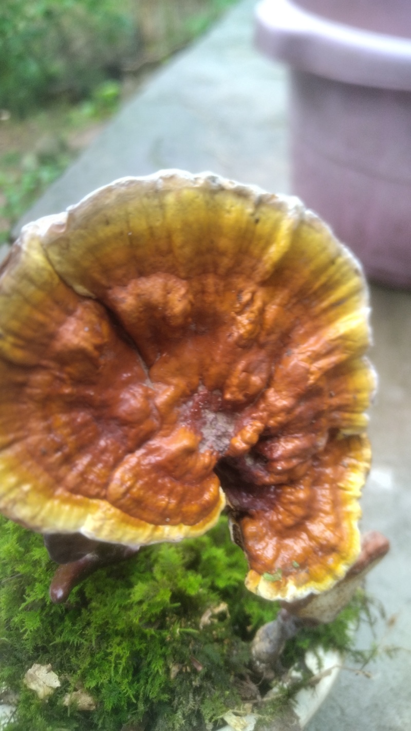 灵芝菌