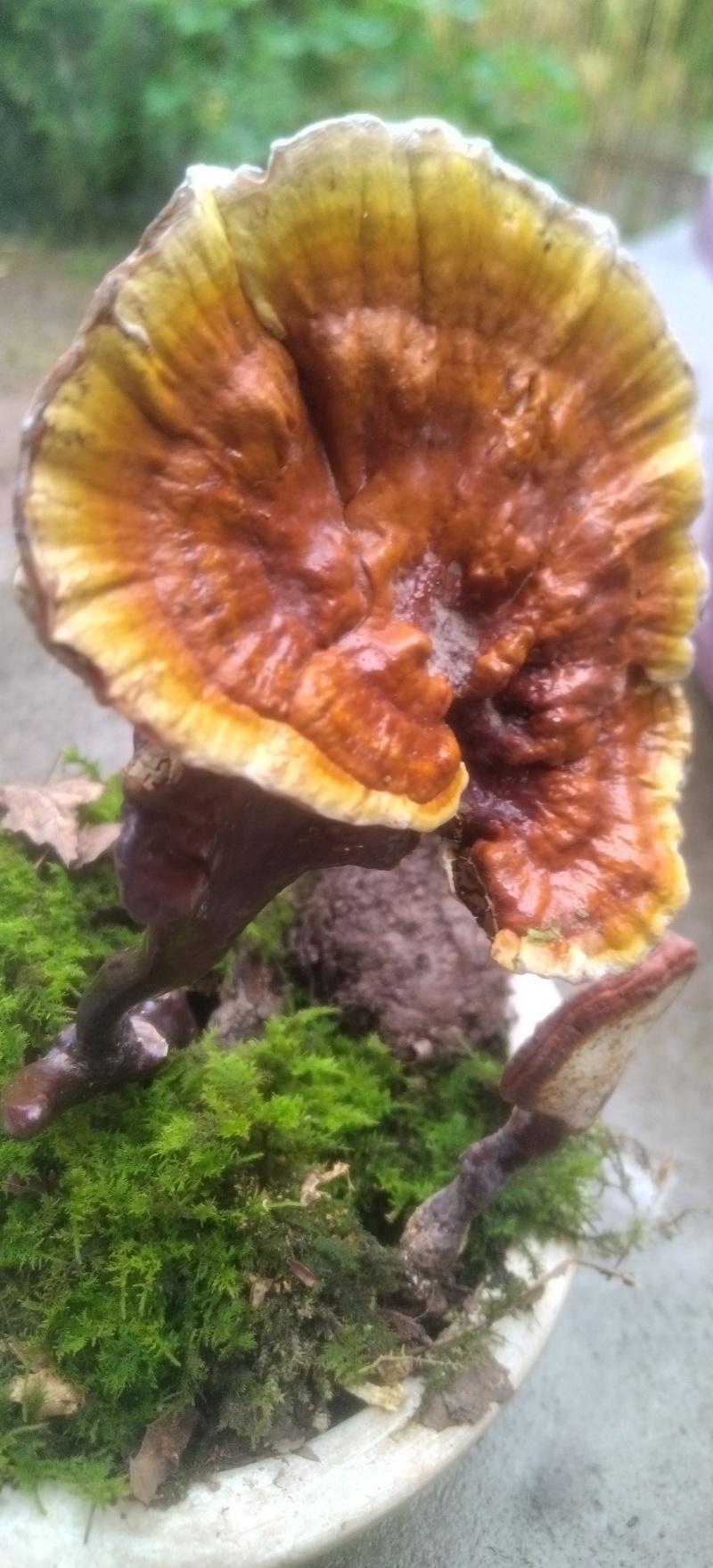 灵芝菌