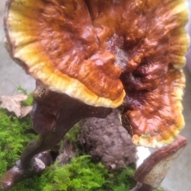 灵芝菌