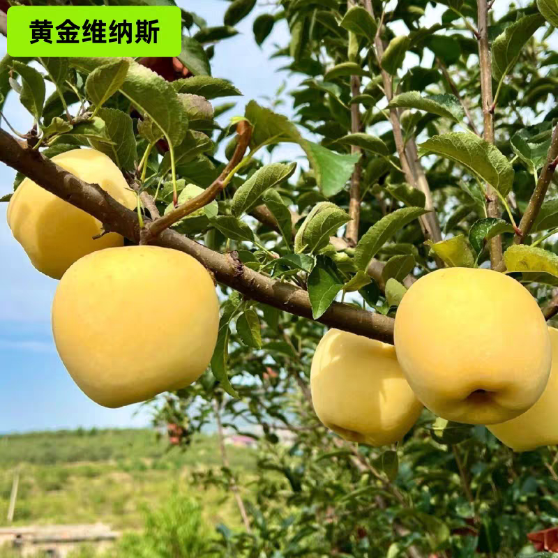 果园直发苹果树苗瑞雪维纳斯黄金澳洲青苹果王林包成活