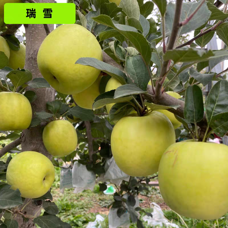 果园直发苹果树苗瑞雪维纳斯黄金澳洲青苹果王林包成活