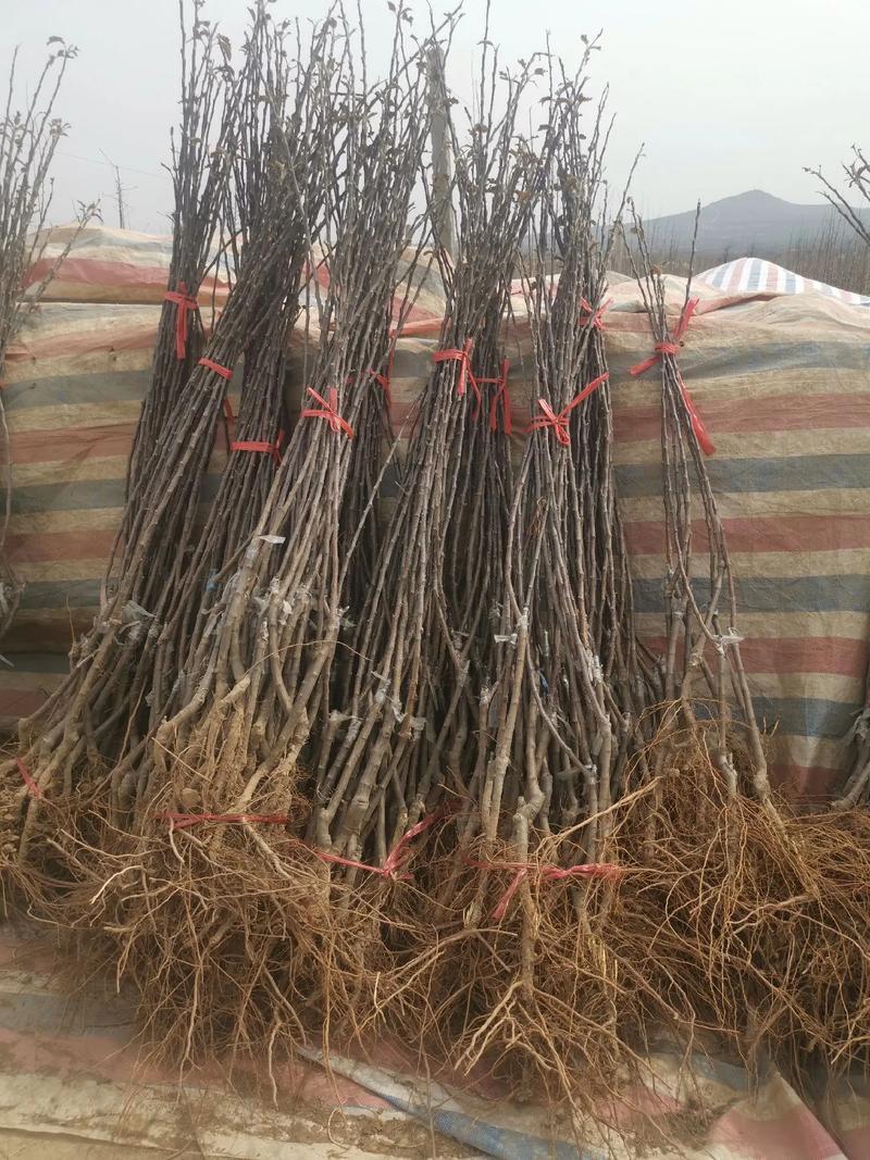 果园直发苹果树苗瑞雪维纳斯黄金澳洲青苹果王林包成活