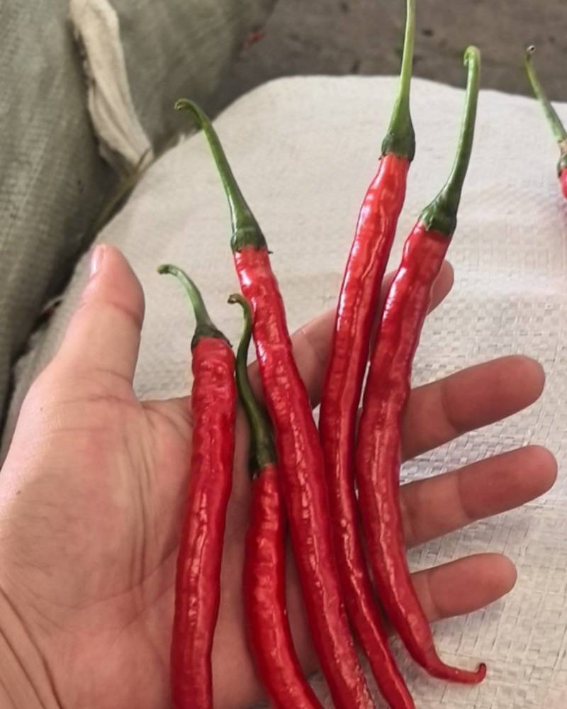二荆条